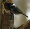 bf_birdchickadee1.jpg